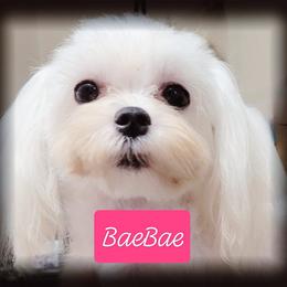 Bae Bae - Maltese