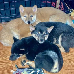 Porche - Black and tan female Shiba Inu puppy in Nashua, New Hampshire from Beloved Shiba