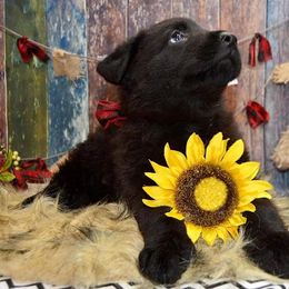 German Shepherd Puppies from Validus Pastoris Kennels