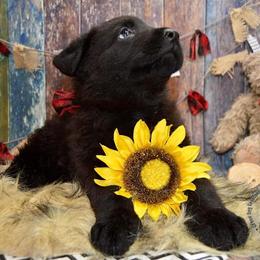 German Shepherd Puppies from Validus Pastoris Kennels