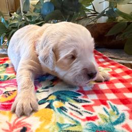 Bronx - Light golden male Golden Retriever puppy in Liberal, Missouri from Good Life Goldens