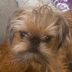 Kash - Brussels Griffon