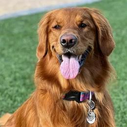 Golden Retrievers from Deseret Peak Goldens
