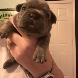 French Bulldog Puppies from Copa Frenchies