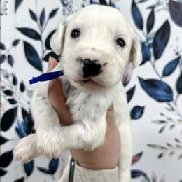 Dark Blue - White and black male Dalmatian puppy in Gray, Georgia from Fuller Spots