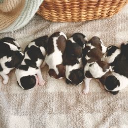 English Springer Spaniel Puppies from The Spaniel Garden