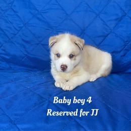 Baby boy 4 - Sable and white male Siberian Husky puppy in Ocala, Florida from Florida Husky Puppies