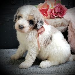 Girl 2 - Merle female Springerdoodle puppy in Fargo, North Dakota from Dakota SpringerDoodles
