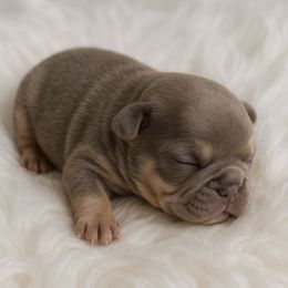 Boy 3 - Tricolors male French Bulldog puppy in Euless, Texas from Moki&Mello