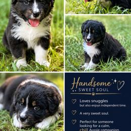 Black Tri Male 2 - Black & white male Australian Shepherd puppy in Bremen, Georgia from Ash-Land Aussies