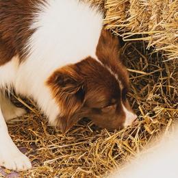 Border Collies from Everbright Border Collies