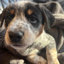 Stephen - Blue speckled male Australian Cattle Dog puppy in Reed Point, Montana from Three Finger Farms