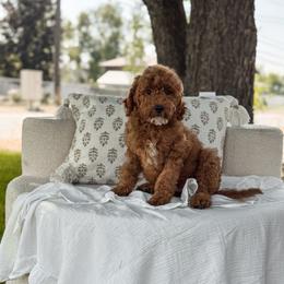 Boy 2 blue collar - Red  male Goldendoodle puppy in Spokane, Washington from Dream Doodles in Spokane WA