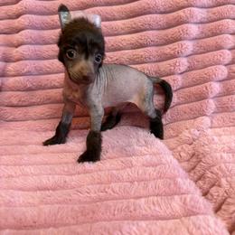 Girl 4 - Chocolate female Chinese Crested puppy in Aberdeen, Idaho from Willow Creek Cresteds