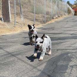 Australian Cattle Dog Puppies from Tin Roof Australian Cattle Dogs