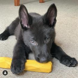German Shepherd Puppies from North Mountain Kennels