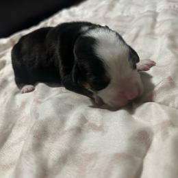 Green Boy - Black, white and red male Greater Swiss Mountain Dog puppy in Lower Burrell, Pennsylvania from Polyanna’s GSMD