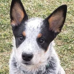 Australian Cattle Dogs from Willowbend Australian Cattle dogs