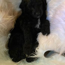 Bernedoodle and Labradoodle Puppies from Doodletown