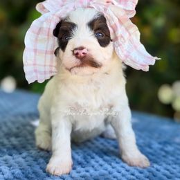 Bambi - Brown and white female Aussiedoodle puppy in Centreville, Mississippi from Trin's Designer Doodles