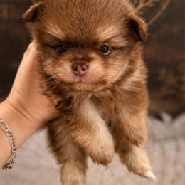 Boy 2 - Chocolate and tan male Pomeranian puppy in Eagle Pass, Texas from Texas Tumbleweed Poms