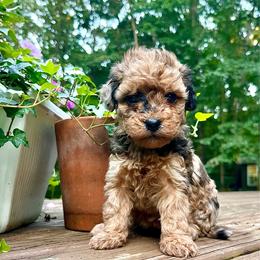 Miss Caroline - female Bernedoodle puppy in Paoli, Indiana from Brambleberry Doodles