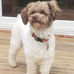 Lego - Poodle