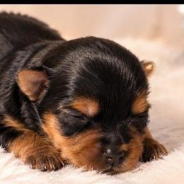 Sadie - Black and tan female Yorkshire Terrier puppy in Broxton, Georgia from More Than Family