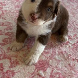 Yellow - Red tri-color male Australian Shepherd puppy in Fontana, California from J.O Family Aussies
