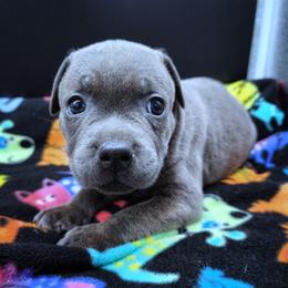 Lamb - Blue male Staffordshire Bull Terrier puppy in Dallas, Texas from Wild Blue Staffords