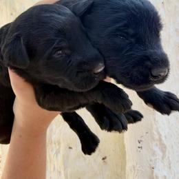 Girl 12 - Black female Giant Schnauzer puppy in Sedalia, Missouri from Valour's Giants