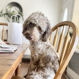 Bernedoodles and Saint Berdoodles from Remington Kennels, LLC