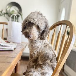 Bernedoodles and Saint Berdoodles from Remington Kennels, LLC