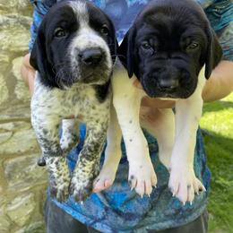German Shorthaired Pointer Puppies from Thunder Mountain Gun Dogs