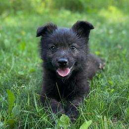 Sploot - Gold brindle male Dutch Shepherd puppy in Hastings, Minnesota from Century Hills Farm
