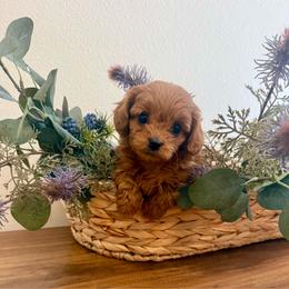 Chase - Red male Cavapoo puppy in Mona, Utah from Small Town Cavaliers