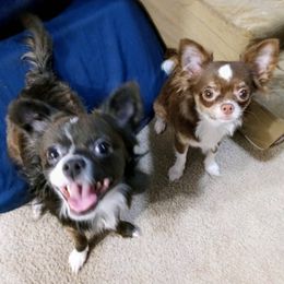 Chihuahuas from Chi Angels