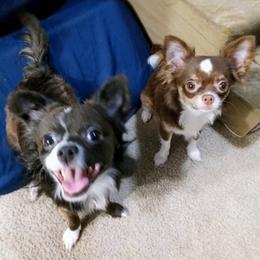 Chihuahuas from Chi Angels