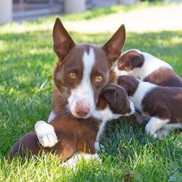 McNab Puppies from Vanir McNab Shepherds
