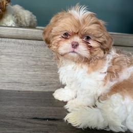 Boy 2 - Liver and white male Shih Tzu puppy in Union City, Georgia from Chinx Puppy Songs