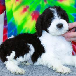 Boy 3 - male Portuguese Water Dog puppy in Beatrice, Nebraska from Success Portuguese Water Dogs