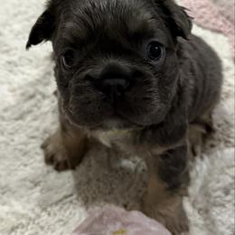Clover - Blue female French Bulldog puppy in Greenville, Texas from Lovey’s Frenchies