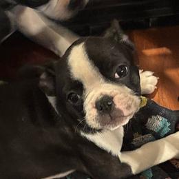 Boy- orange collar - Black and white male Boston Terrier puppy in Mc Donough, Georgia from Ballard Boston Terriers