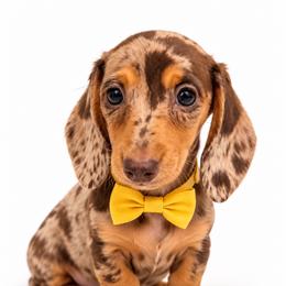 Stella - Dapple female Dachshund puppy in Illinois from William Rotsaert