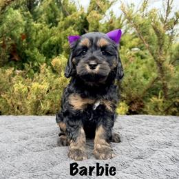 Barbie - Tri-color female Australian Labradoodle puppy in Mason, Michigan from Monarch Labradoodles
