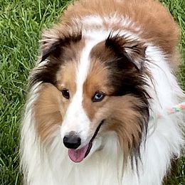Mojito - Shetland Sheepdog
