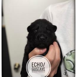 Girl 1 - Black female German Shepherd puppy in Carlisle, Arkansas from Roanwood German Shepherds