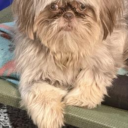Star - Shih Tzu