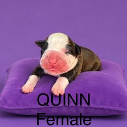 Quinn - Fawn female Boxer puppy in Abilene, Texas from L&L Euro Boxers and Small Town Shih Tzus