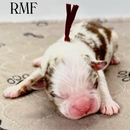 Red Merle - Red merle female Miniature Australian Shepherd puppy in Brooker, Florida from Triple Branch Aussies
